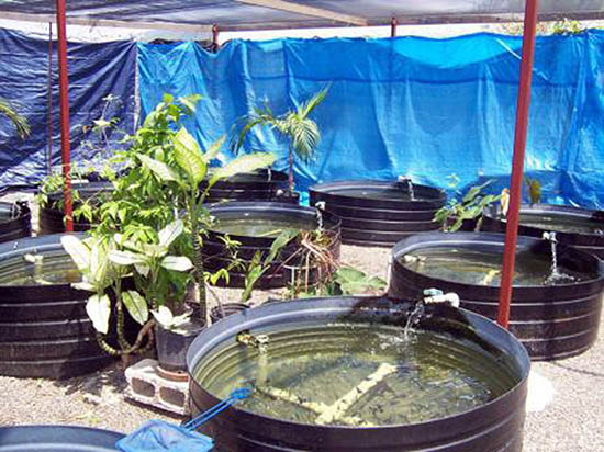 Bahrain News: Green light for home fish farming