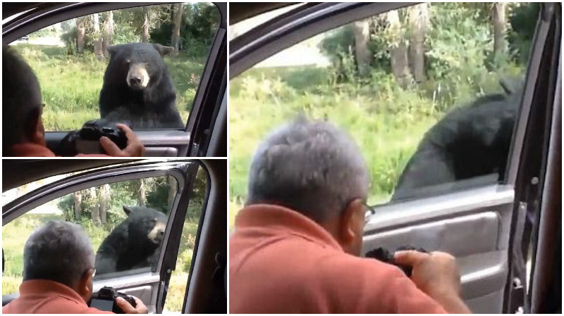 Omg The Terrifying Moment A Bear Opens The Car Door As Family