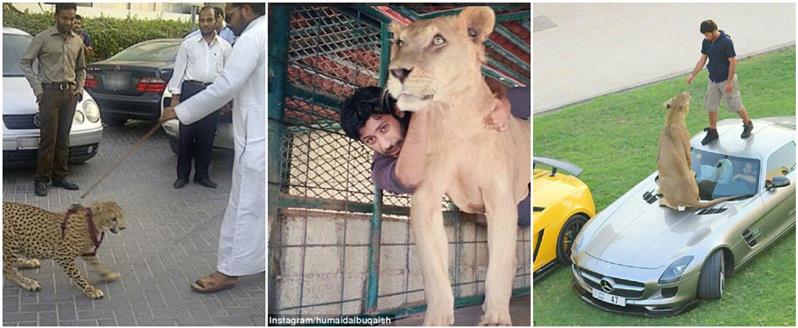 UAE: These exotic animals live as PETS in the Middle East! UAE: These exotic animals live as PETS in the Middle East!