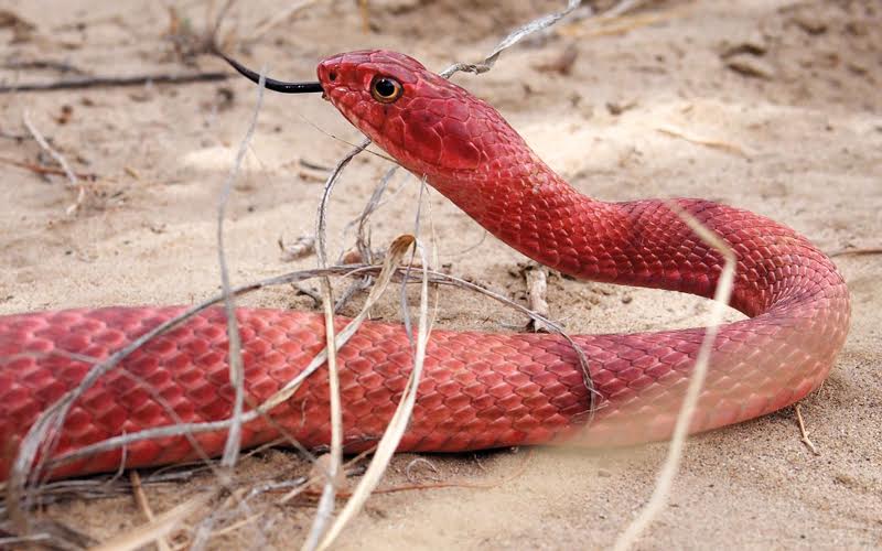 UAE: Venomous snake forces school shutdown in Sharjah