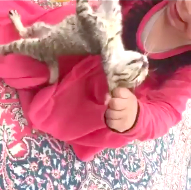 Bahrain News Complaint filed against woman as kitten torture sparks fury