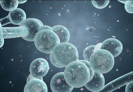 Health: Starving fungus can help beat drug-resistant fungal infection