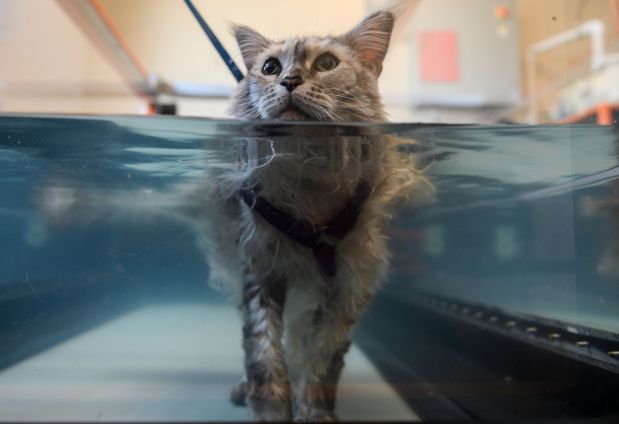 Omg Pets In America Now Get Human Treatment