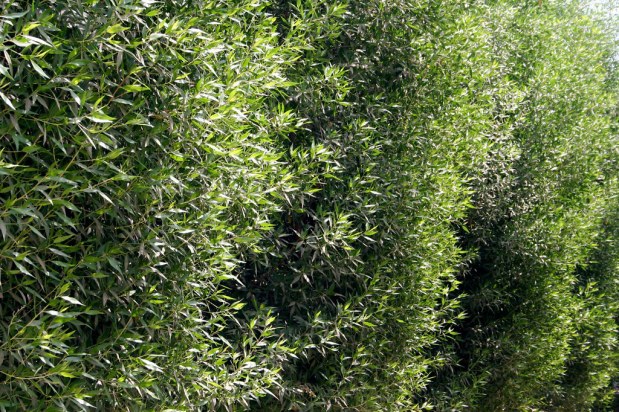 Bahrain News: ‘Devilish’ tree to be banned: Conocarpus 'wrecking ...