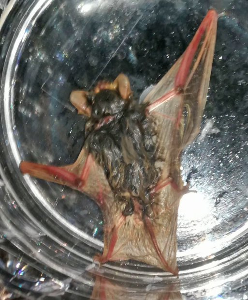 Bahrain News: Bats in residential area spark alarm