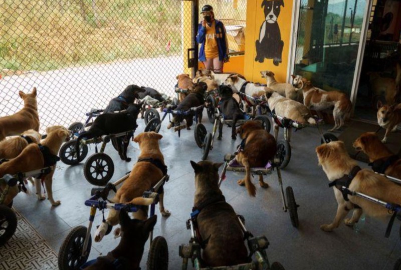OMG Thai shelter for disabled stray dogs threatened by pandemic