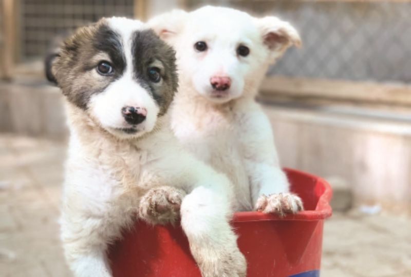 Bahrain News Plea to find pets their ‘furever’ loving homes
