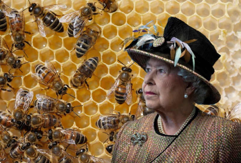 OMG BIZARRE TRADITION Royal beekeeper informs Queen's bees of her