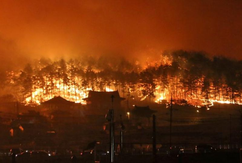 World News: Forest fire in central Seoul forces evacuation of 120 homes