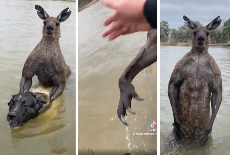 OMG Aussie punches kangaroo trying to drown his pet dog
