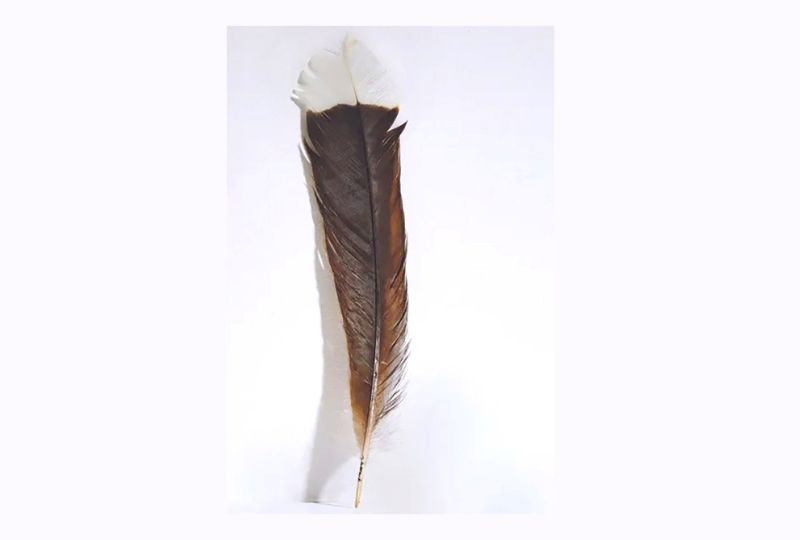 OMG World’s most expensive feather sold