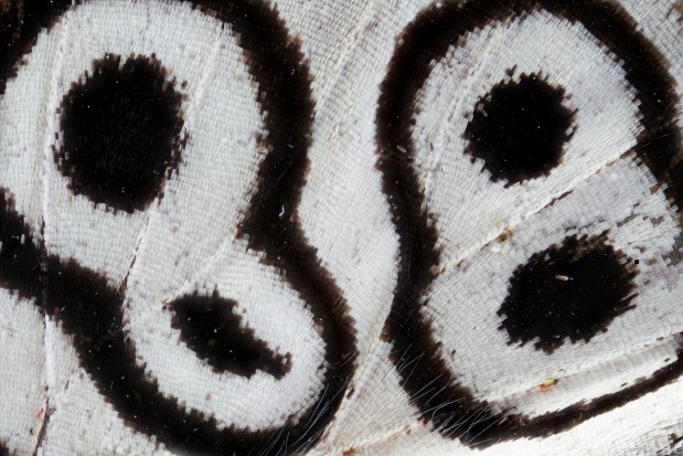 Bahrain News: Expo to showcase hidden beauty of the insect world