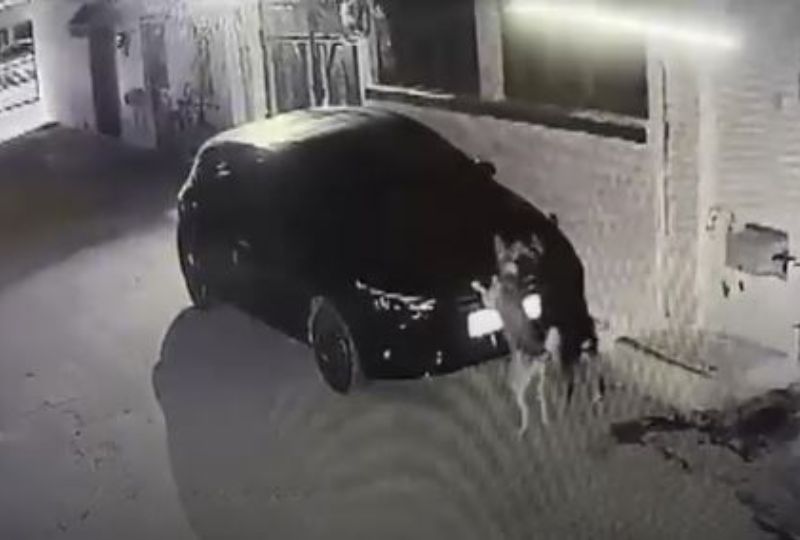 OMG: Dog takes revenge on car owner after getting hit