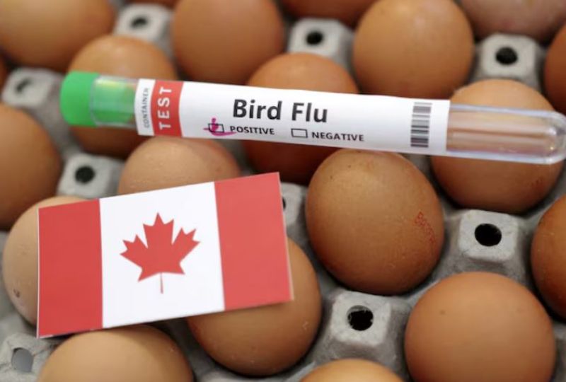 Health Canada reports outbreak of H5N5 bird flu on backyard farm