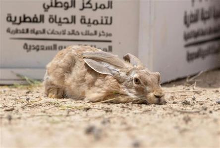 King Khalid Royal Reserve sees release of over...