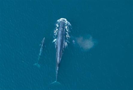 Bryde's whale spotted in Musandam for first...