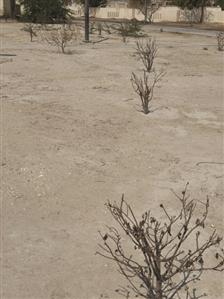 Uproar at council meeting over parks maintenance...