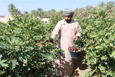 Omani youth transforms fig cultivation into...
