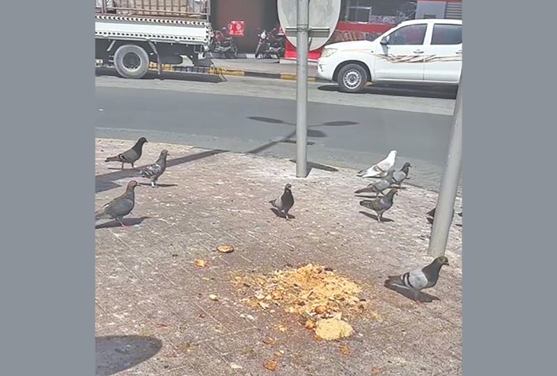 Feeding pigeons can pose a number of threats to society and to air travellers