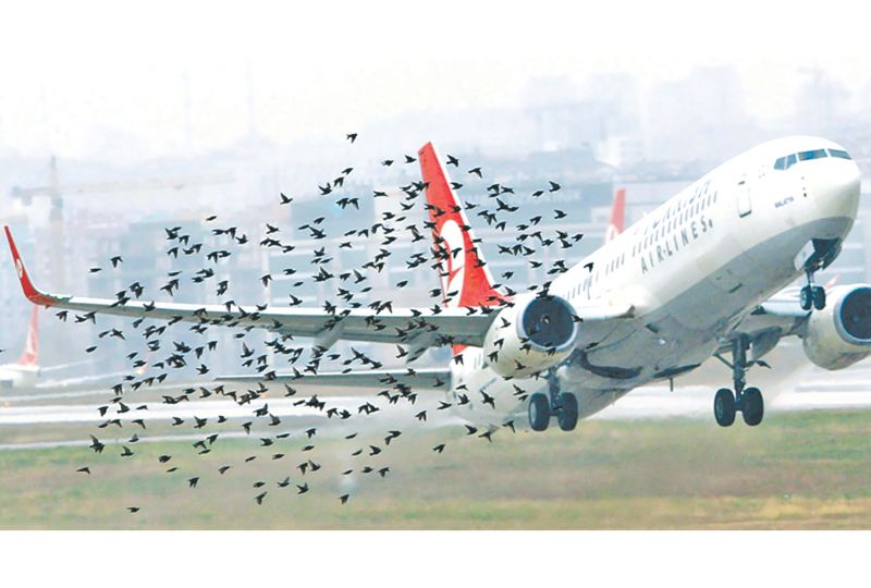 Avoid raising and feeding pigeons near the airport to minimise the risk of bird strikes