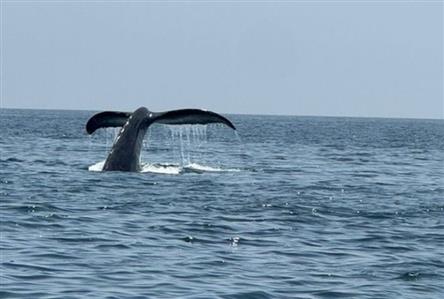 Humpback whale activity documented northeast...