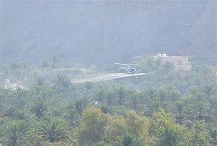 Oman launches aerial spraying campaign against...