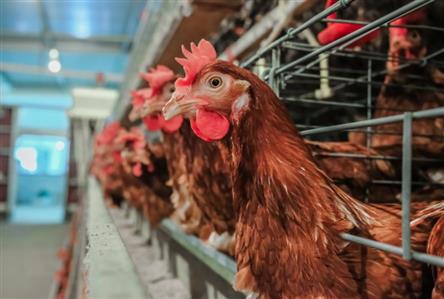 UAE: Ministry cracks down on poultry cartel...