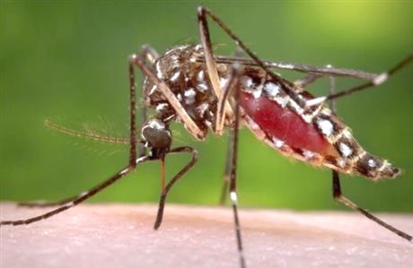 Urgent call to tackle mosquito menace after...