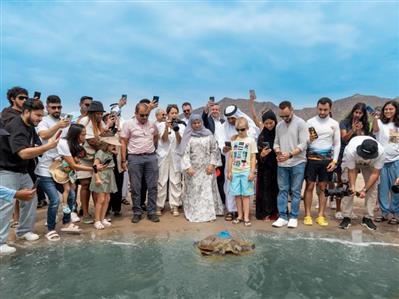 Fujairah releases rehabilitated sea turtles...