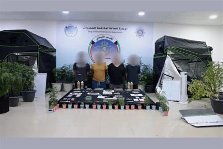 Four Kuwaitis arrested after marijuana farm...