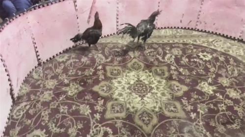 Six arrested in illegal rooster fight case