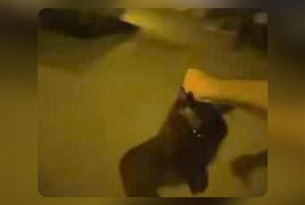 Man arrested after outrage over cat cruelty...