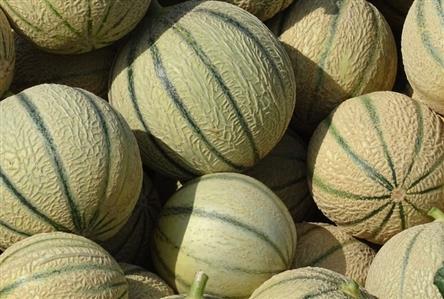 Saudi melon production surpasses 70,500 tons...