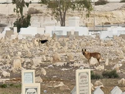 Signs banning feeding of stray dogs at historical...