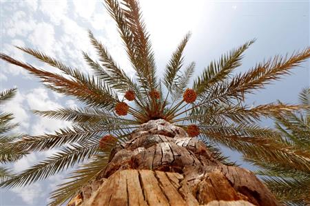 Abu Dhabi Heritage Authority launches new date...