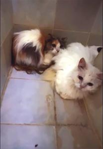 53 cats found cramped in horrible state 