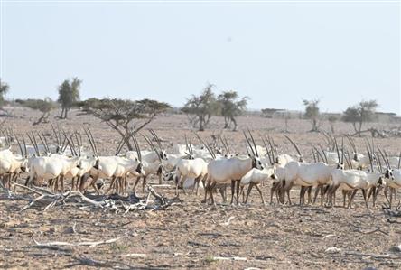 Oman Advances in Global Environmental Performance...