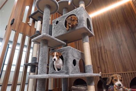 Dubai Municipality opens integrated pet shelter,...