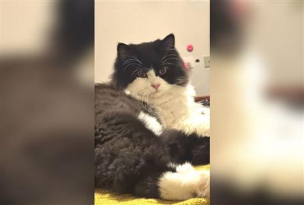 Family seeks help to find ‘Hobbes’