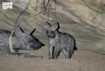 NCW, NEOM celebrate first striped hyena birth...