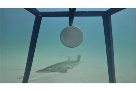 Researchers spot critically endangered Smoothnose...