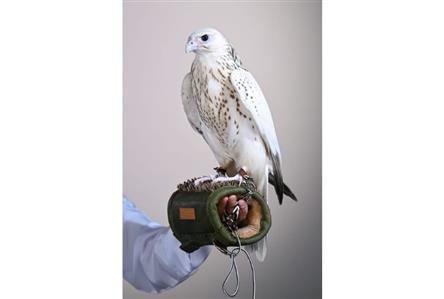 Ultra-white falcon fetches AED1.5 million at...