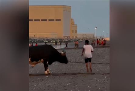 Omani man and his playful bull go viral online...