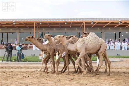 Saudi camels lead Crown Prince Festival Races...