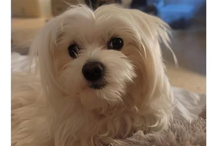 Reward for Abu Dhabi couple's missing dog raised...