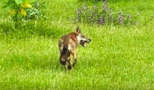 Rare Arabian wolf spotted in Oman