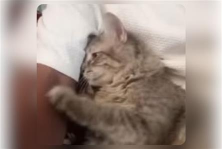 Video of UAE man mistreating cat sparks outrage...