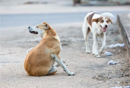 WATCH: Kuwait cautions against stray dogs after...