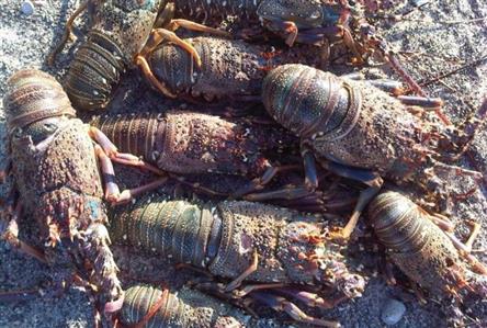 Lobster fishing season begins in Oman