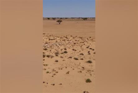 Oman releases 60 rare sand gazelles into the...